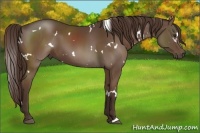 Horse Color:White Spotted Liver Chestnut 
