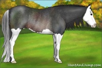 Horse Color:Brown Splash Rabicano 