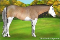 Horse Color:Buckskin Splash Rabicano 