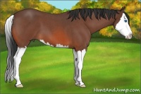 Horse Color:Bay Roan Splash