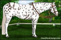 Horse Color:Liver Chestnut Appaloosa
