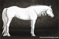 Horse Color:Gold Cream Champagne Pearl Dun Appaloosa 