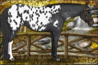 Horse Color:Black Near Leopard 