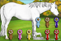 Horse Color:Gray Black