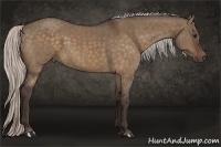 Horse Color:Silver Bay Dun