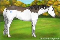 Horse Color:Buckskin Splash