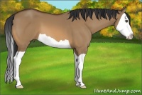 Horse Color:Bay Dun Splash 