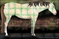 Horse Color:Plaid  Buckskin Ice Dun 