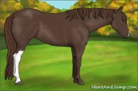 Horse Color:Liver Chestnut