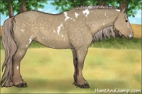 Horse Color:White Spotted Chocolate Palomino Dun Rabicano 