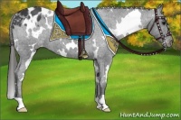 Horse Color:White Spotted Black Appaloosa 