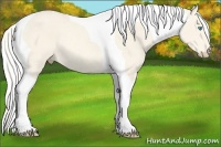 Horse Color:Cremello Tobiano Rabicano 