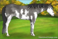 Horse Color:Black Splash