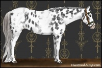 Horse Color:White Spotted Black Splash Appaloosa 