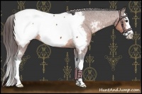 Horse Color:Brown Sabino Splash Near Fewspot