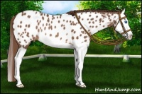 Horse Color:Chestnut Splash Appaloosa Rabicano 