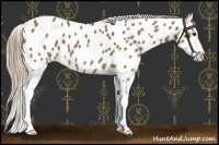 Horse Color:Liver Red Dun Sabino Appaloosa 