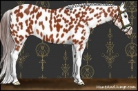 Horse Color:Bay Near Leopard 