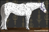 Horse Color:Blue Roan Splash Appaloosa 