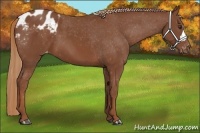 Horse Color:Chestnut Appaloosa 