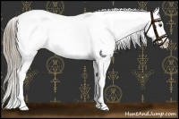 Horse Color:Liver Chestnut Appaloosa 