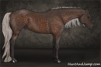 Horse Color:Silver Bay 