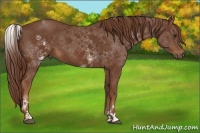 Horse Color:White Spotted Chestnut 