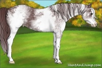 Horse Color:White Spotted Chocolate Black Splash 