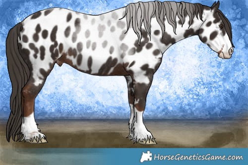 Horse Color:Liver Chestnut Near Leopard Rabicano