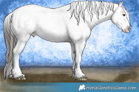 Horse Color:Liver Chestnut Appaloosa Rabicano 