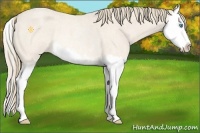 Horse Color:Perlino Roan Sabino Splash Rabicano 