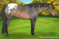 Horse Color:Buckskin Appaloosa 
