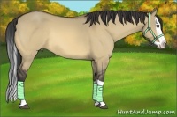 Horse Color:Buckskin Dun Splash