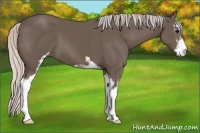 Horse Color:Silver Black Sabino 