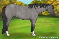 Horse Color:Grullo Roan 