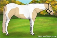 Horse Color:Palomino Dun Tobiano