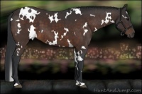 Horse Color:White Spotted Bay 