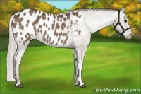 Horse Color:Silver Black Appaloosa 