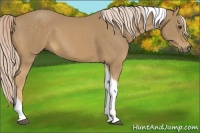 Horse Color:Palomino Tobiano 