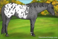 Horse Color:Blue Roan Appaloosa 