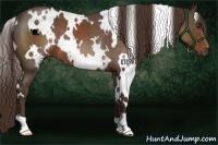 Horse Color:White Spotted Liver Red Roan 