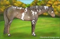 Horse Color:White Spotted Liver Chestnut Sabino