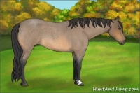 Horse Color:Buckskin Roan 
