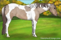 Horse Color:Bay Dun Tobiano Appaloosa