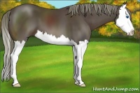 Horse Color:Liver Chestnut Splash 