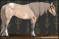 Horse Color:White Spotted Buckskin Varnish