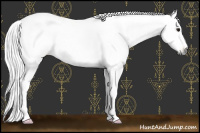 Horse Color:Gray Bay Appaloosa 
