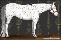 Horse Color:Bay Roan Splash Near Leopard 