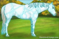 Horse Color:Thunderstruck Buckskin Sabino Blanket