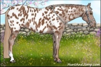 Horse Color:Chestnut Appaloosa